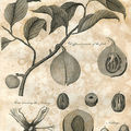 Edible botany_big_square